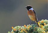 European Stonechat